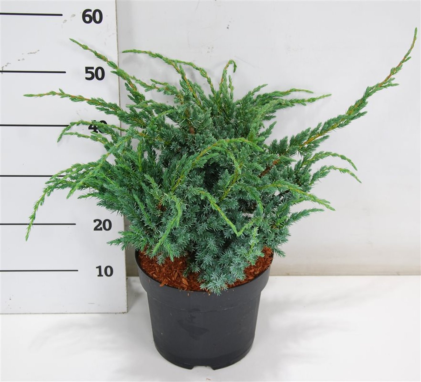 Juniperus squamata 'Meyeri' - C7.5 40-50 CM